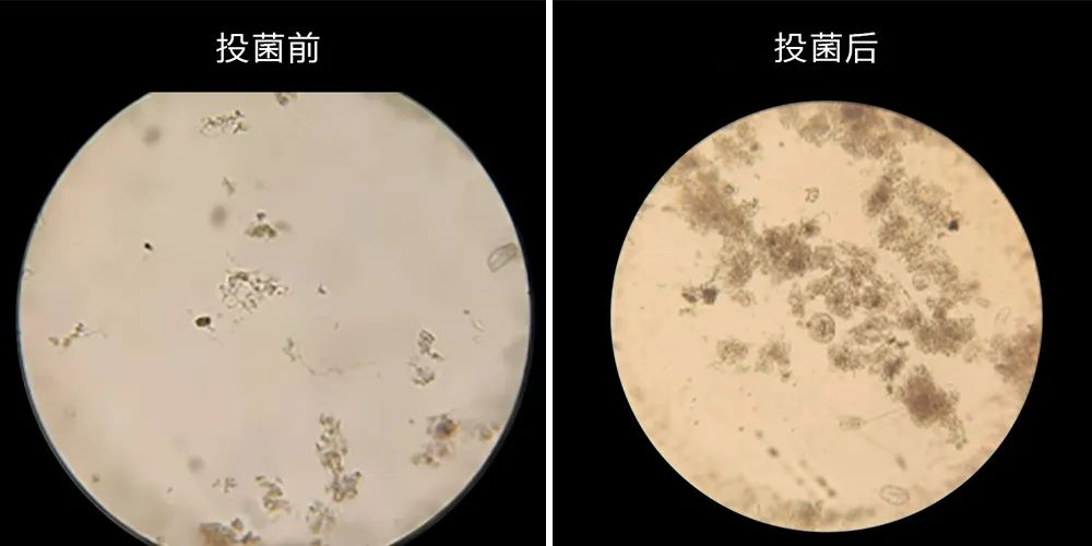 低温硝化菌3.png